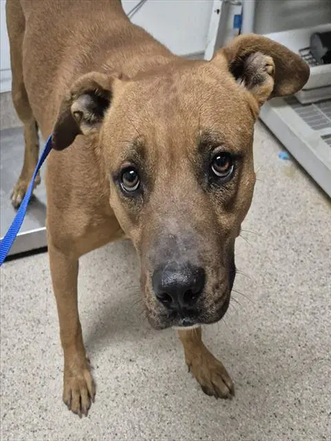 North - Pit Bull Terrier