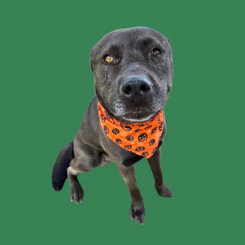 Reuben - Akita
