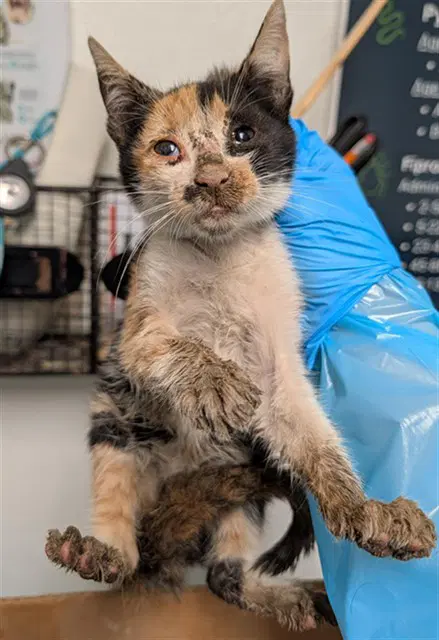 Unknown - Domestic Short Hair