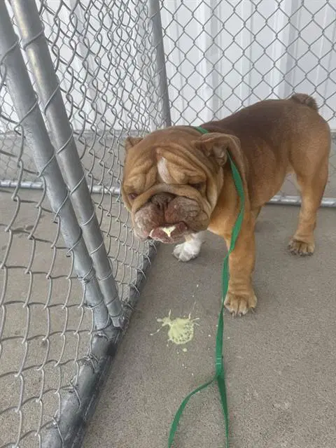 Lord Farquaad - English Bulldog