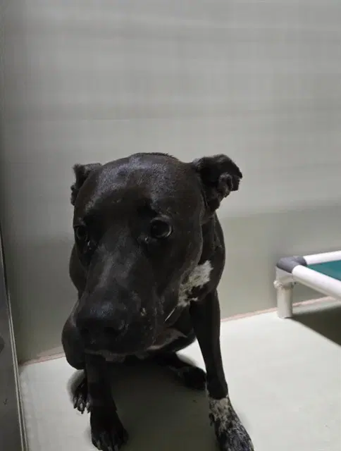 Chase - American Pit Bull Terrier