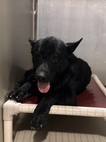 Razzie - German Shepherd Dog