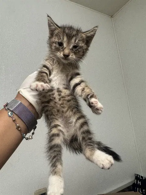 Bedtime - Domestic Short Hair