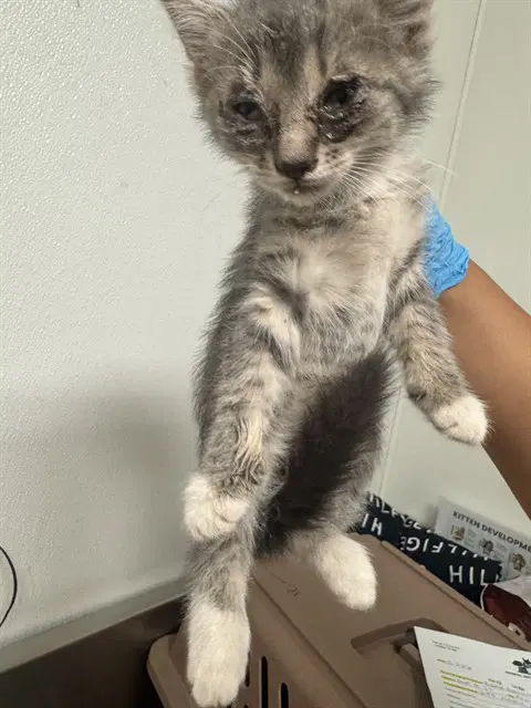 Hazel - Domestic Short Hair