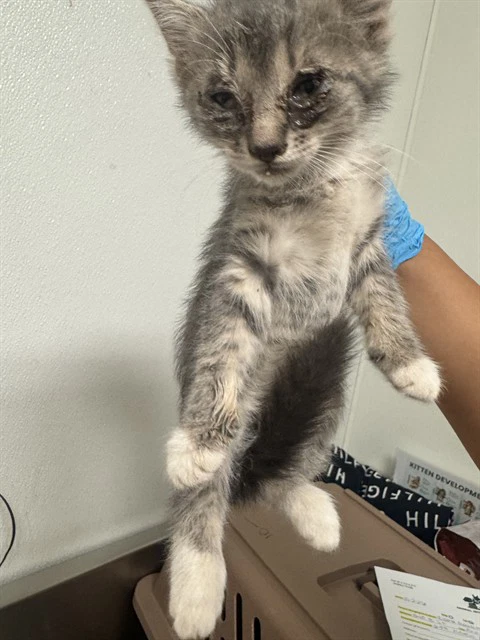 Hazel