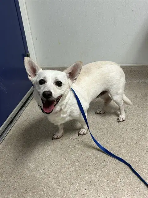 Dornie - Chihuahua