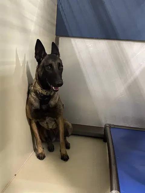 Sweet Pea - Belgian Shepherd Malinois