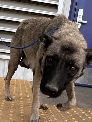 Sally - Belgian Shepherd Malinois