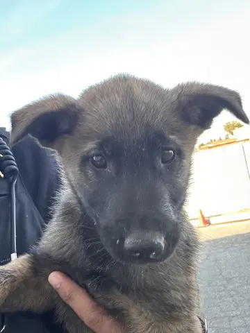 Billy - Belgian Shepherd Malinois