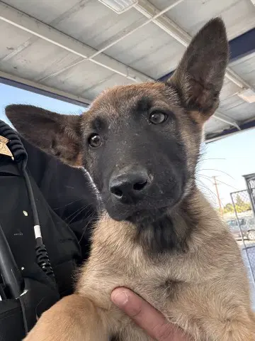 Albert - Belgian Shepherd Malinois