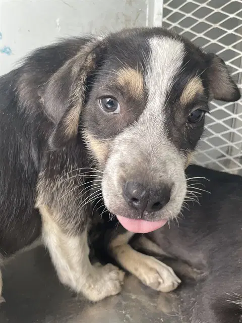 Tom - Queensland Heeler