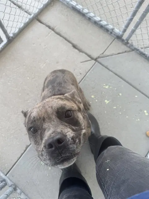Donkey - Pit Bull Terrier
