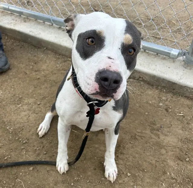 Dot - Pit Bull Terrier