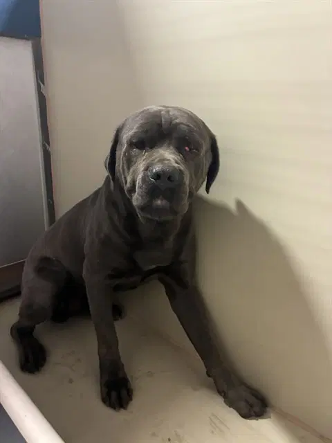 Moosey - Cane Corso Mastiff