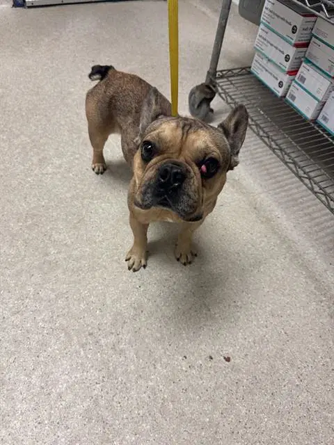 Leo - French Bulldog