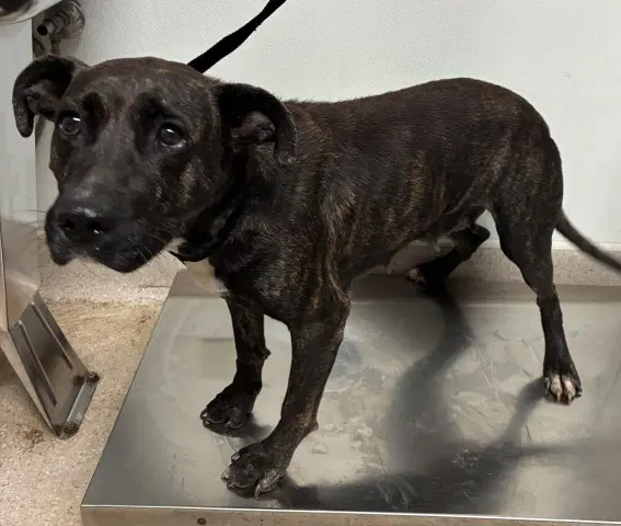 Star - Pit Bull Terrier