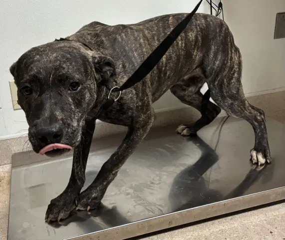 Unknown - Pit Bull Terrier