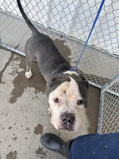 Muffin Man - Pit Bull Terrier