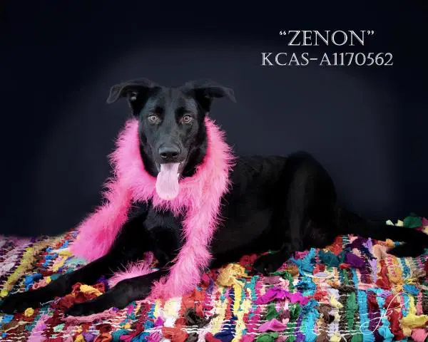 Zenon - Flat-coated Retriever