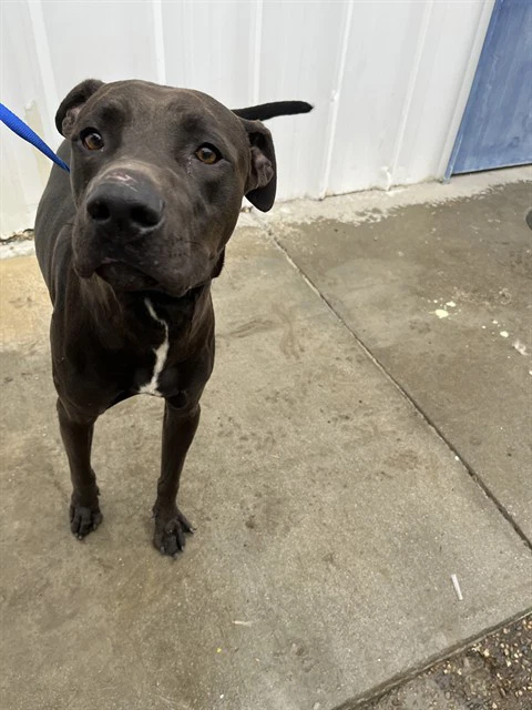 Rocco