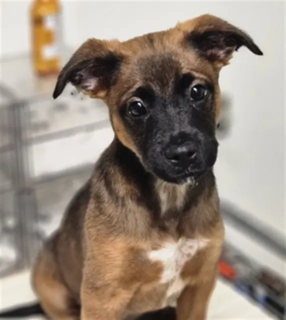 Lux - Belgian Shepherd Malinois