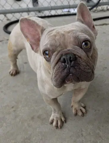 Daenerys - French Bulldog