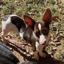 adoptable Dog in Matthews, NC named Bolt