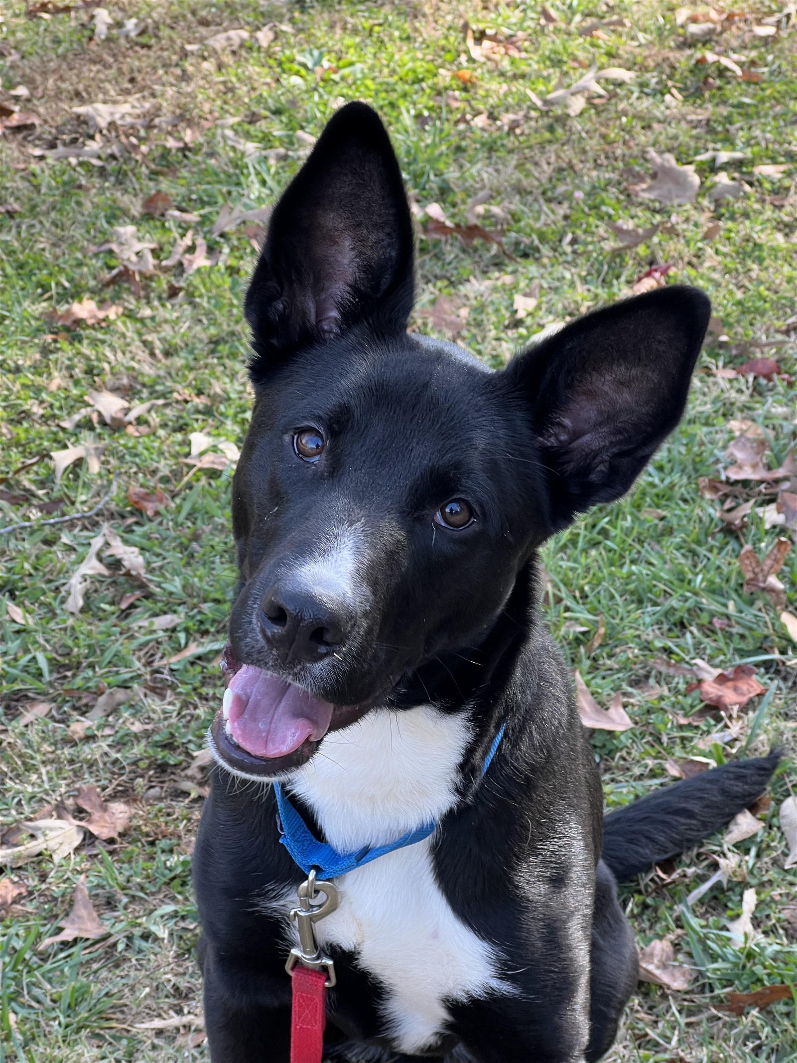 adoptable Dog in Matthews, NC named Dash