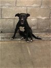adoptable Dog in bell, CA named *MINA