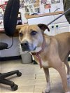 adoptable Dog in bell, CA named BONNIE