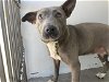adoptable Dog in bell, CA named *ROSIE