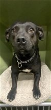 adoptable Dog in bell, CA named *ELSA