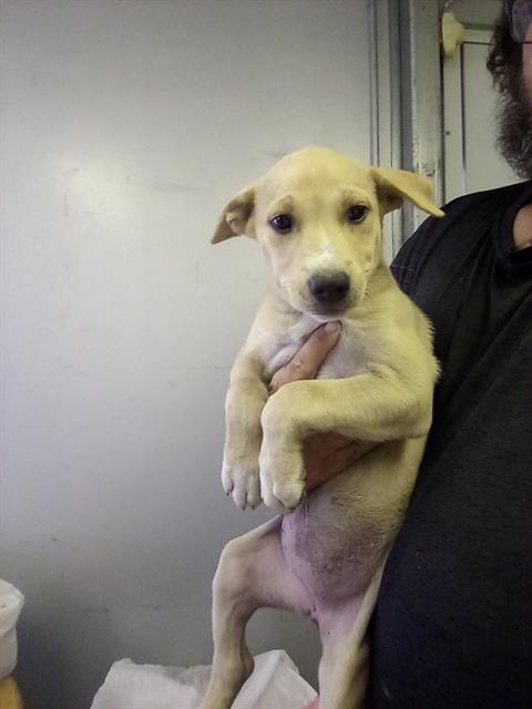 adoptable Dog in Lake Isabella, CA named *CREAMER