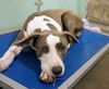 adoptable Dog in Lake Isabella, CA named ACE