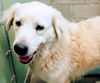 adoptable Dog in Lake Isabella, CA named MAGNOLIA