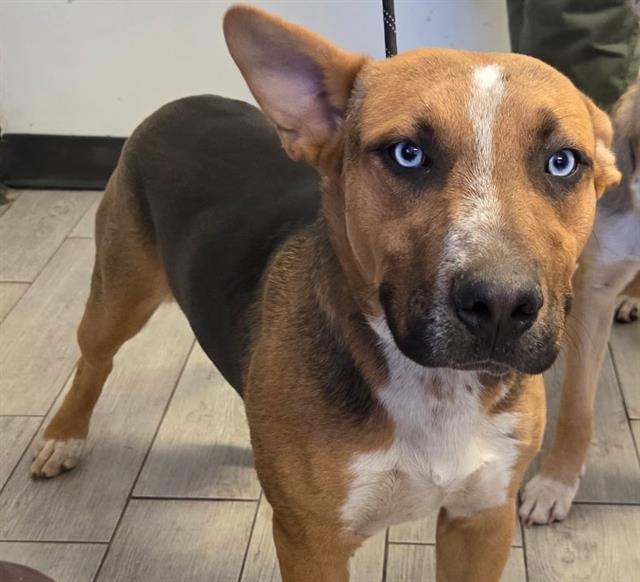 adoptable Dog in Lake Isabella, CA named *BOBBY