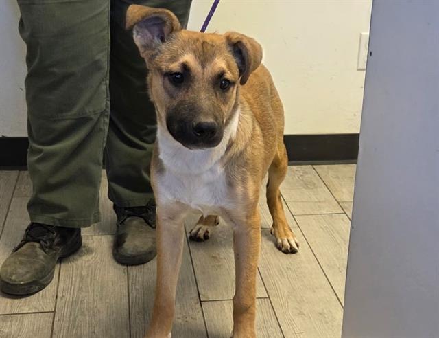 adoptable Dog in Lake Isabella, CA named *MAGEE
