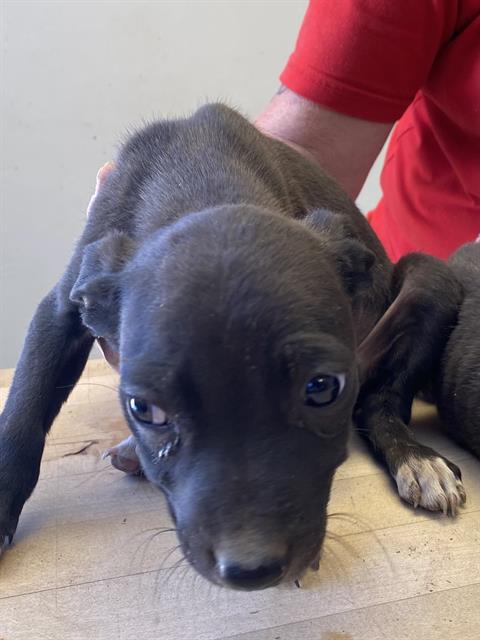 adoptable Dog in Lake Isabella, CA named *EDDIE