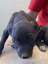 adoptable Dog in  named *EDDIE