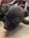 adoptable Dog in  named *BOBBY