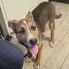 adoptable Dog in  named *KELLY