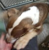 adoptable Dog in  named *YODDLER