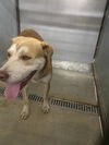 adoptable Dog in  named *WEBBER