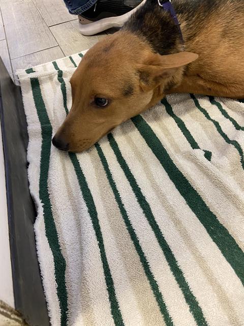 adoptable Dog in Lake Isabella, CA named *CHICKIE/BINGO