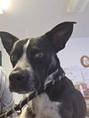 adoptable Dog in  named *D.T.