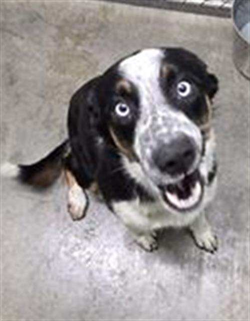 adoptable Dog in Lake Isabella, CA named ROZ