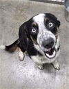 adoptable Dog in  named ROZ