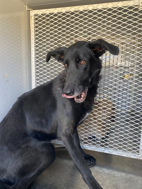 adoptable Dog in Lake Isabella, CA named *GRACIE
