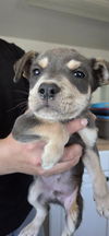 adoptable Dog in  named *ZEPHYR