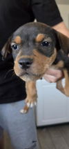 adoptable Dog in  named *ZUCCHINI